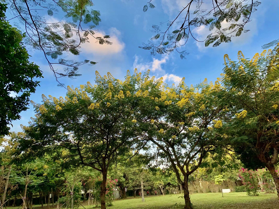 ���ڽ�ţ�X���@