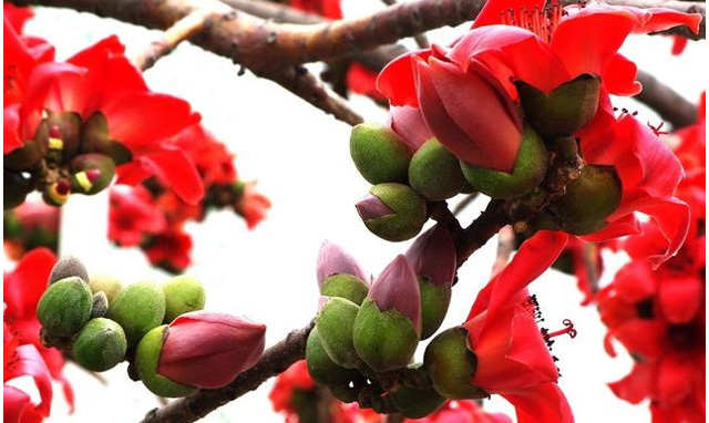 ���ϲ���ľ�޻�