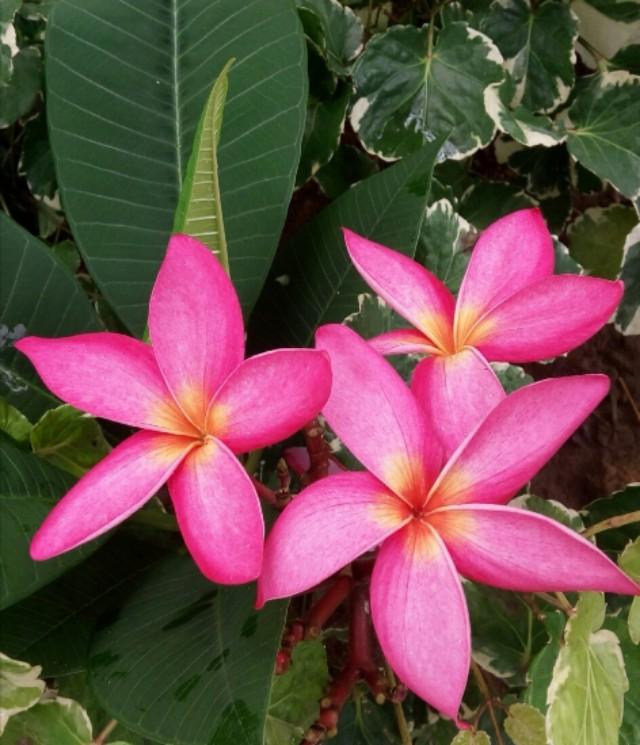 �t�u����