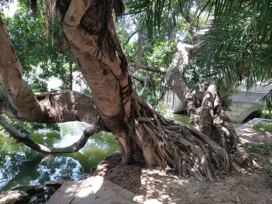 һ���L�ں�߅���Ř�