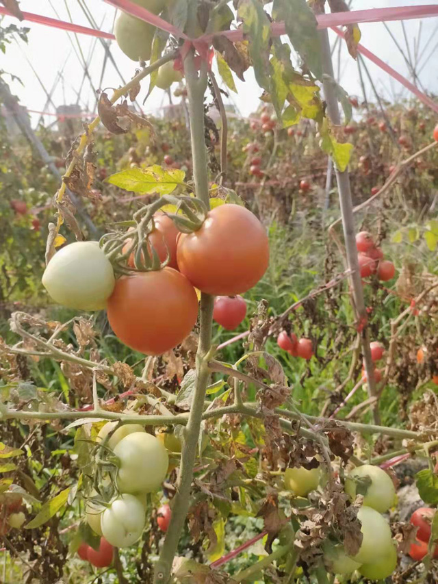 �����н��|�^(q��)������2021���S��