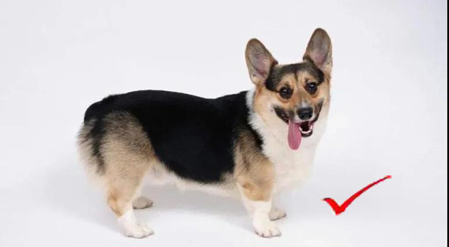 Ȯ�C�Ϲ�����Ƭ��Ҏ(gu��)��Pose��&radic;�����Ĕz��Ƭ�r�M���x���������εı���